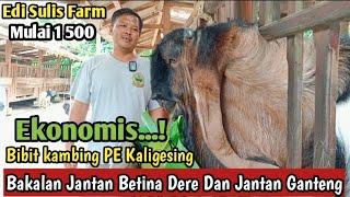 1 500...!!GRATIS ONGKIR SE JAWA KAMBING PE KALIGESING #hargakambing#kambingpe #ternakkambing