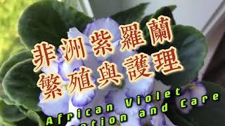 非洲紫罗兰如何繁殖与护理How to Propagate and Care of African Violet