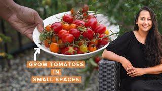 Top 7 Tips for Growing The Best Tomatoes In Your Backyard! 