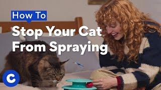 How To Stop Your Cat From Spraying | Chewtorials