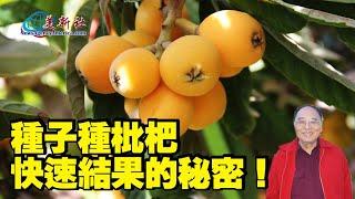 The secret to growing loquats from seeds