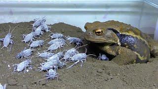 Hungry toad eats a lot of crickets