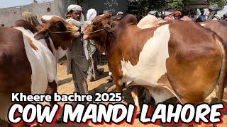 Cow Mandi Lahore | sahiwal cholistani bachre | Kheere bachre 2025 | Lahore Bakra Mandi