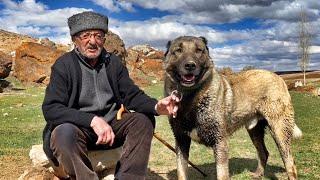 100 YEARS OLD KANGAL DOG MASTER