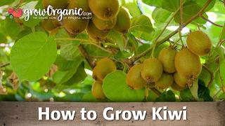 How to Grow Organic Kiwi