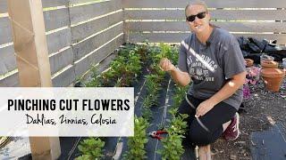 Pinching Dahlias, Zinnias, & Celosia for Cut Flowers - Sunshine and Flora