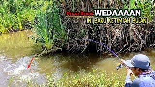 PECAH REKOR 2023!!! Mancing ikan di sungai liar hampir gak gercaya ikan nya gede banget