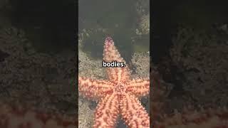 Starfish!No Blood, No Brain, No Problem #animalfacts