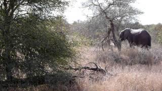 Kruger NP - Elephants crossing