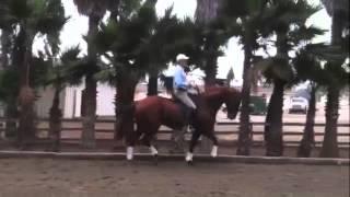 Educating The Riders Eye: Working Vs Collected Trot