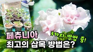 페츄니아 (사피니아) 총정리 /성공율 100%인 삽목 방법은?/외목대 만드는 법 /병충해