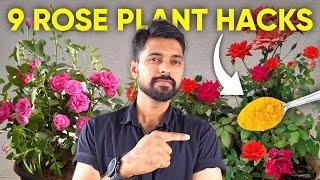 9 ROSE PLANT GROWING TIPS | Best Fertilizer for Rose Plant