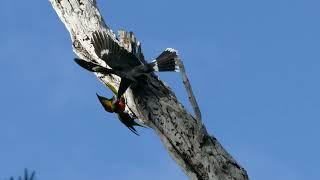 Pied Currawong attack on Rainbow Lorikeet pair Melbourne Australia 20 August 2022