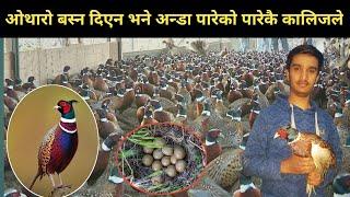 कालिजलाई ओथारो बस्न दिएन भने अन्डा पारेको पारे - pheasant farming in Nepal | kalij farm in nepal