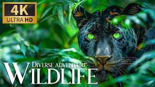 Diverse Wildlife Adventure  Discovery Incredible Animals Movie with Sweet Piano Tunes