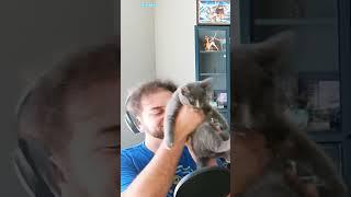 MEET CY YU'S NEW BABY #cyyuvtuber #shorts #kitten
