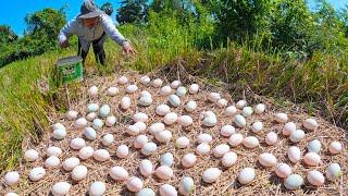 wow best videos - pick a lot of duck eggs on the straw at field by hand a female farmer