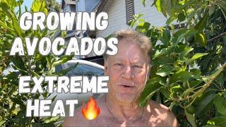 Growing Avocado trees in Extreme Heat- Fruit Update