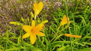#4149 ◆■ 원추리 Daylily 망우초 [D/N] 기다리는 마음  △ 25/06 * 월요일, #06/23