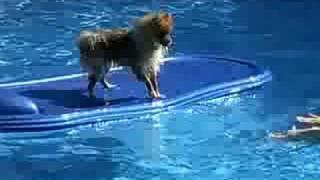 Pomeranian in the pool