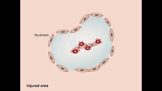 Spatiotemporal transcriptomic mapping of regenerative inflammation