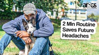 Daily Handling Drill with My Border Collie Pup for Hassle-Free Grooming and Care