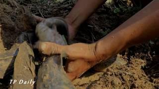 Amazing Catching Catfish In Dry Season - Find Catfish in Secret Hole Dry