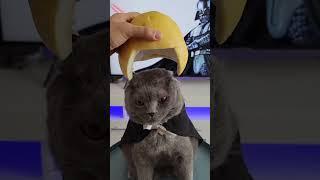 Кот в шлеме #животные