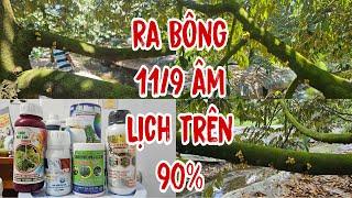 Kết Quả Sau 30 Ngày Đậy Bạt Sầu Riêng Ri6 Ra Bông Trên 90% NHƠN MỸ CHỢ MỚI AN GIANG THẮNG LỚN