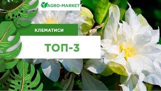 ТОП-3 НАЙКРАЩИХ СОРТІВ | КЛЕМАТИС | Agro-Market.ua |(топ-3 лучших сортов клематиса)