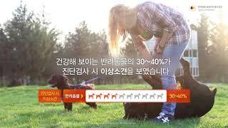 Video IDEXX Korea pet owner marcom Final