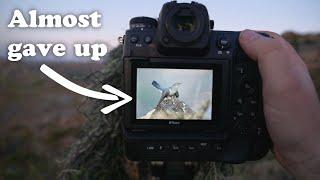 This is why I succeeded // bird photography tips and tricks