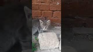 Грайливий кіт Сенька в юному віці . #shorts #кіт #котики