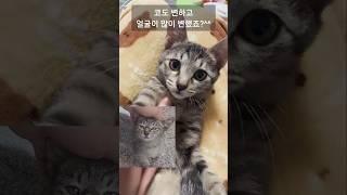 어미 잃고, 간택된(?) 아기고양이의 최후