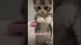 TIKTOK KUCING LUCU IMUT NGEGEMESIN