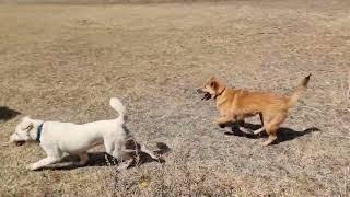 제니 슬기 강산이 산으로ᆢ눈이 즐거운 강아지들ᆢ