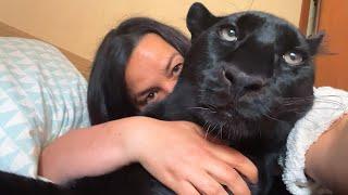 Why does Luna the panther hiss  A day with Vika (ENG SUB)