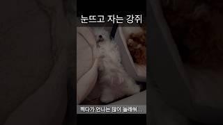 달콩이 눈뜨고 자는 구나.. | 언니 찍다가 식겁 #강아지일상 #강아지브이로그 #강아지유튜브 #말티즈