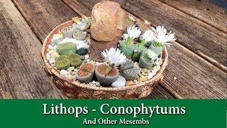 Lithops,  Conophytums and Other Mesembs