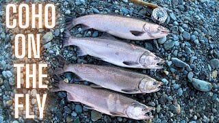 Fly Fishing for COHO SALMON (Vedder River BC)