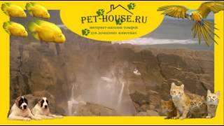 Интернет зоомагазин, купить корм и товары для домашних животных  на PET-HOUSE. ru