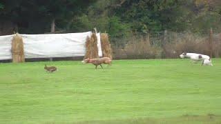 Hares running for their lives at Raharney coursing