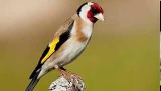 Wild European goldfinch song (Carduelis Carduelis) تغريد حسون خلوي