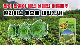 긴 장마로 힘든 여름배추 농사, 얼라이브효모로 살리기!