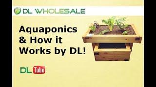 DL WHOLESALE EXPLAINS AQUAPONICS AND HOW IT WORKS