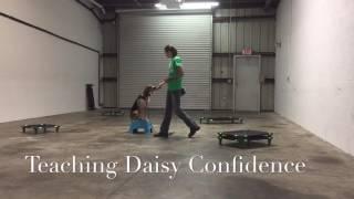 Daisy - Confidence Training | Gulf Coast K9 Dog Training