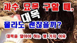 과수 묘목 구할 때 대목 몰라도 괜찮을까? (과수재배, 과수 심기, 과수 묘목 고르기, 과수 묘목 접수와 대목의 관계, 과수 대묙의 역할, 과수묘목 고르는 법, 과일나무 대목 역할