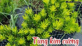 Giao lưu , cung cấp tùng kim cương, đài loan!