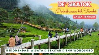 Wisata hits disekitar Dieng || De'sikatok (perkebunan teh Tambi) Wonosobo