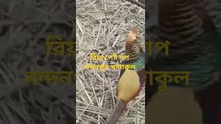 #riya pet shop #birds #nature #aquarium #accessories #fish #dog #Organization #pet #best seller